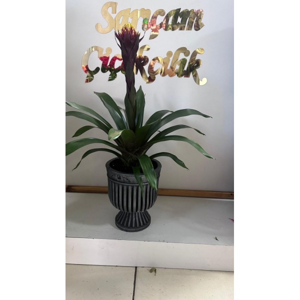 saksıda ateş kuzmanya